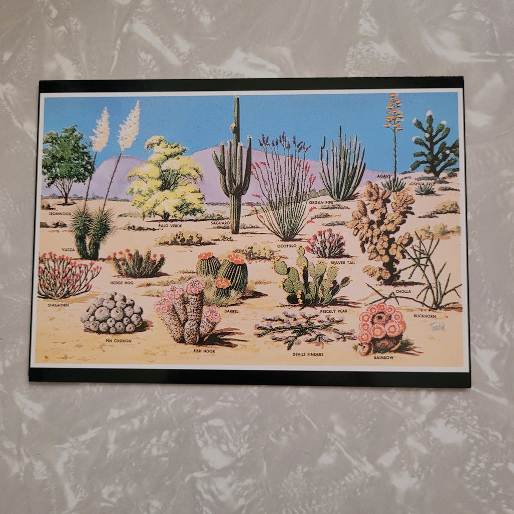 Cacti and Desert Flora of the Southwest Postcards